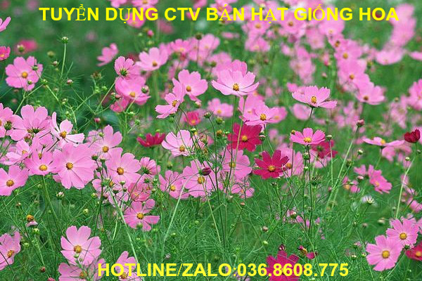 Hướng dẫn đăng ký làm CTV bán hạt giống online tại nhà