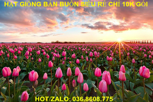 Cung Cấp Hạt Giống Bán Buôn Trên Toàn Quốc Chỉ từ 8 -10k