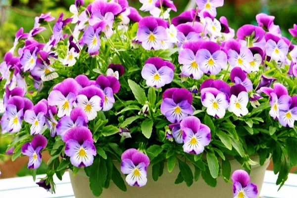 Hạt giống hoa Pansy