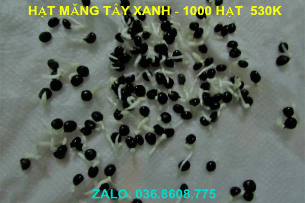 1000 Hạt măng tây xanh F1 cao sản