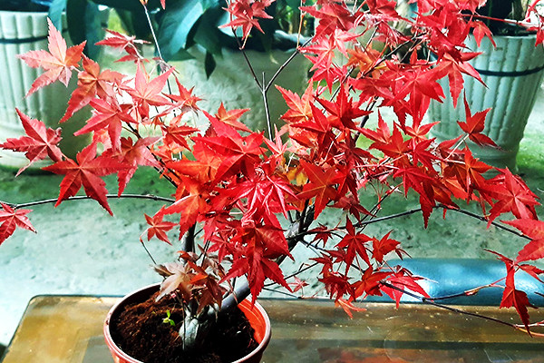 Hạt giống phong lá đỏ Bonsai