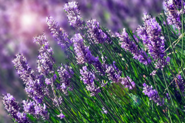 Hạt giống hoa oải hương - Lavender